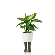 cache-pot bottes de pluie wellington BITTEN - La Boite à Bonheur